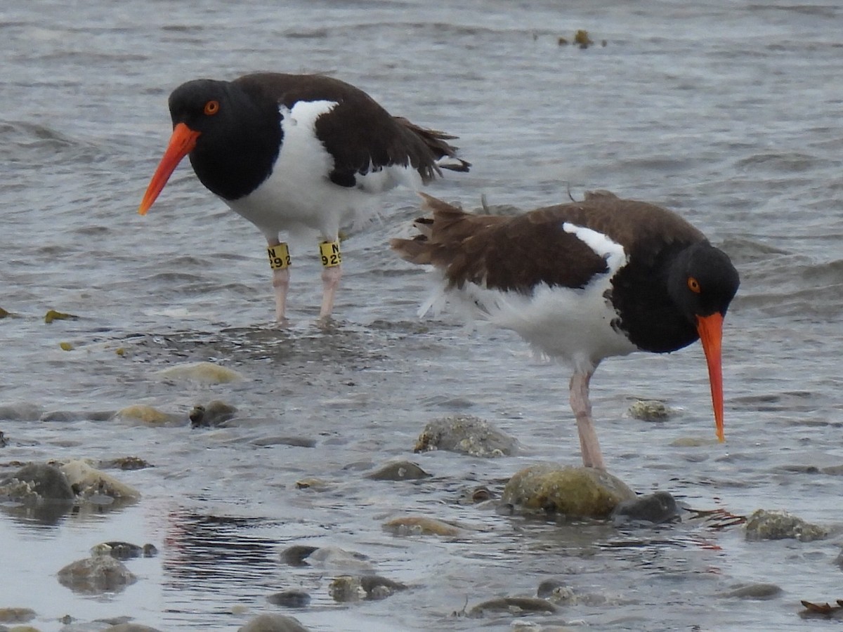 American Oystercatcher - Stephen Spector