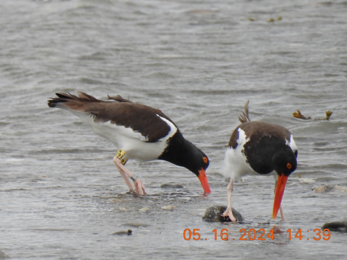 American Oystercatcher - Stephen Spector