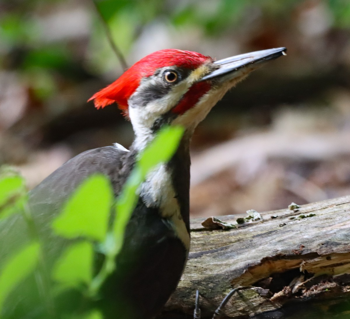 Pileated Woodpecker - Shelly Kehrle.Sulser