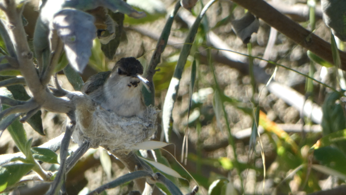 Colibrí de Costa - ML619150452