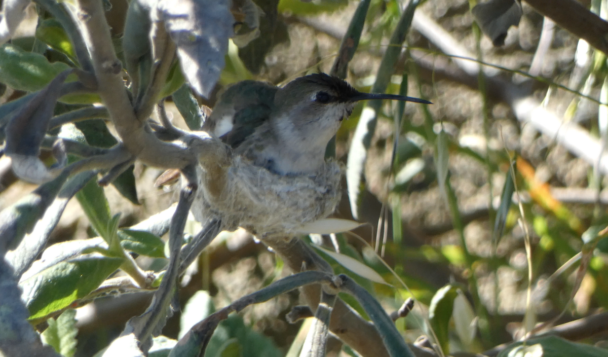 Costa's Hummingbird - Kevin Hayes