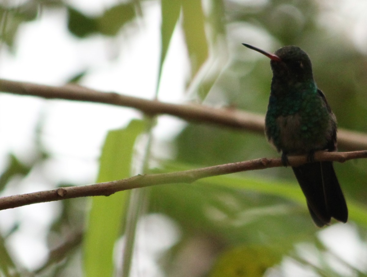 Glittering-bellied Emerald - Miguel  Magro