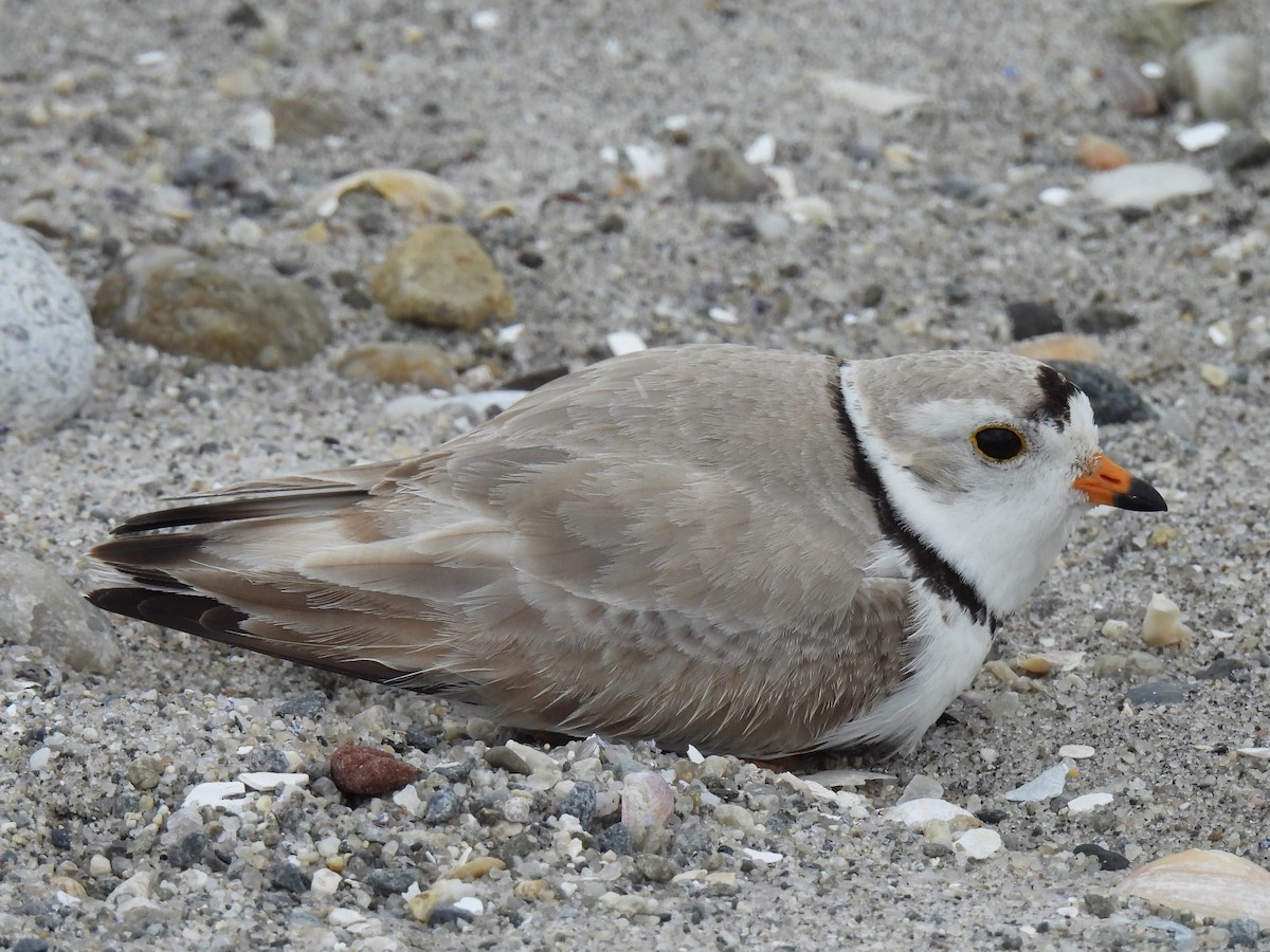 Piping Plover - Stephen Spector