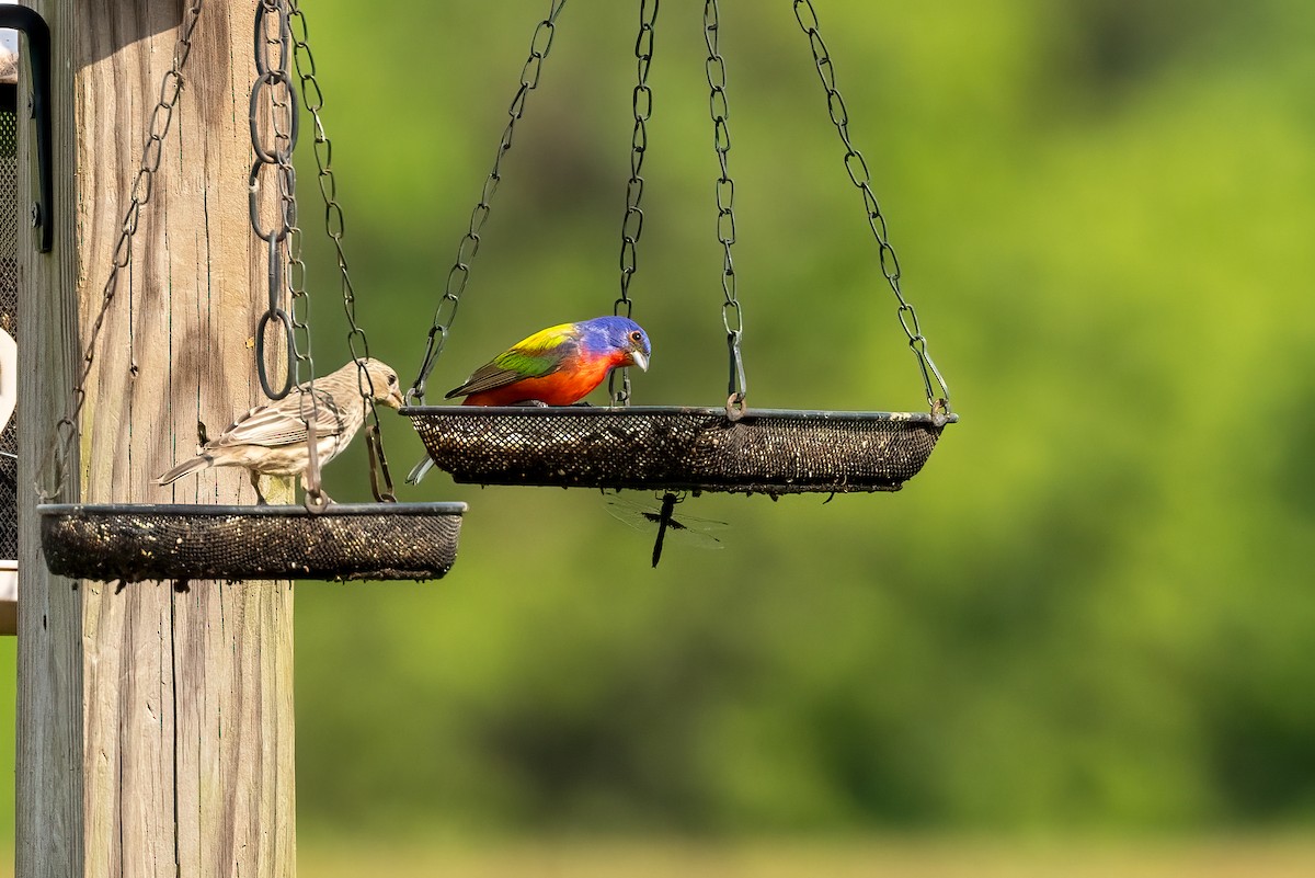 Painted Bunting - ML619150472