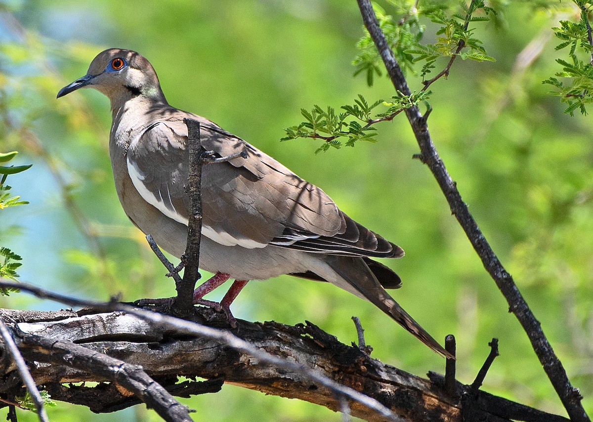 White-winged Dove - Kenneth Butler