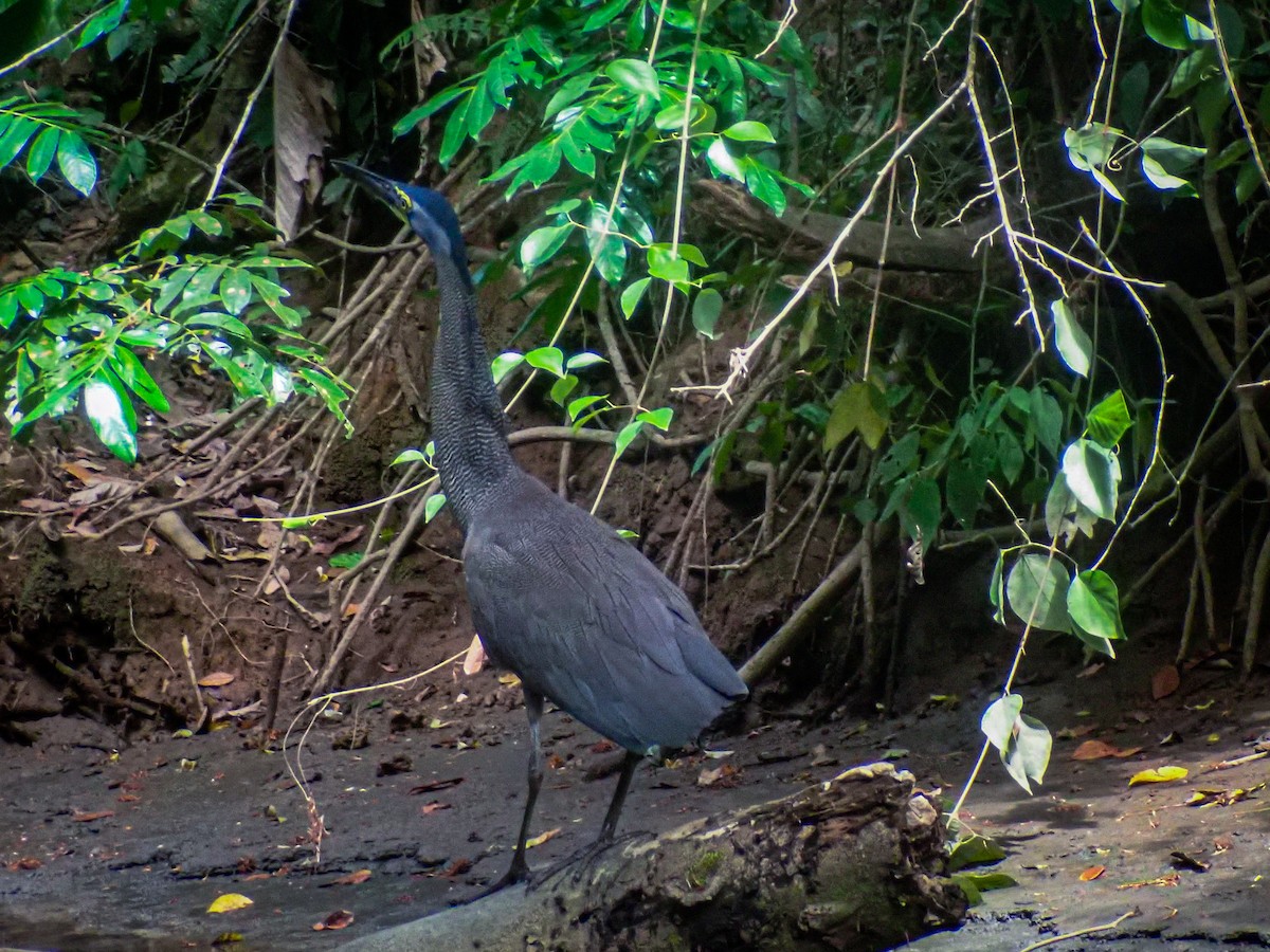 Bare-throated Tiger-Heron - David Ruiz