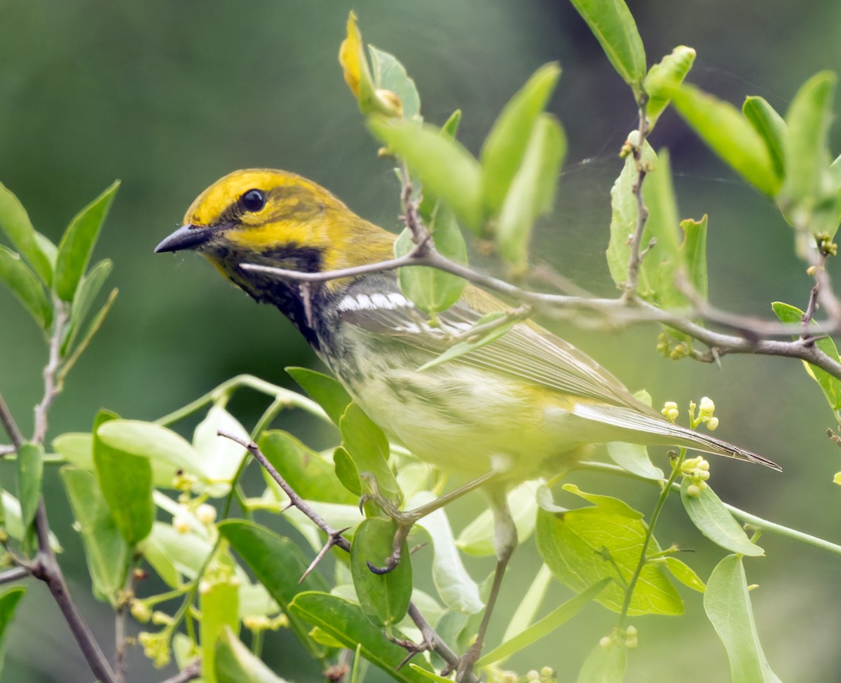 Black-throated Green Warbler - ML619150516