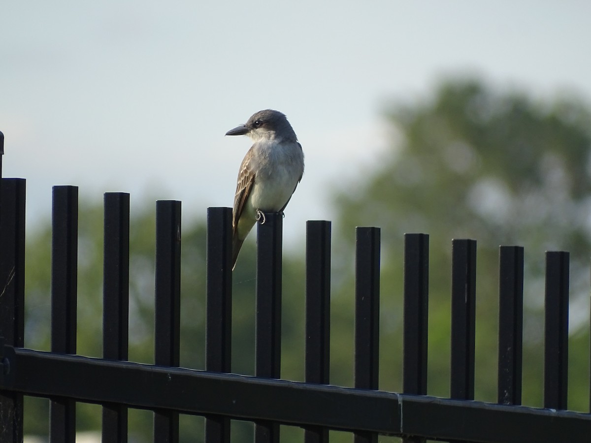 Gray Kingbird - david perry