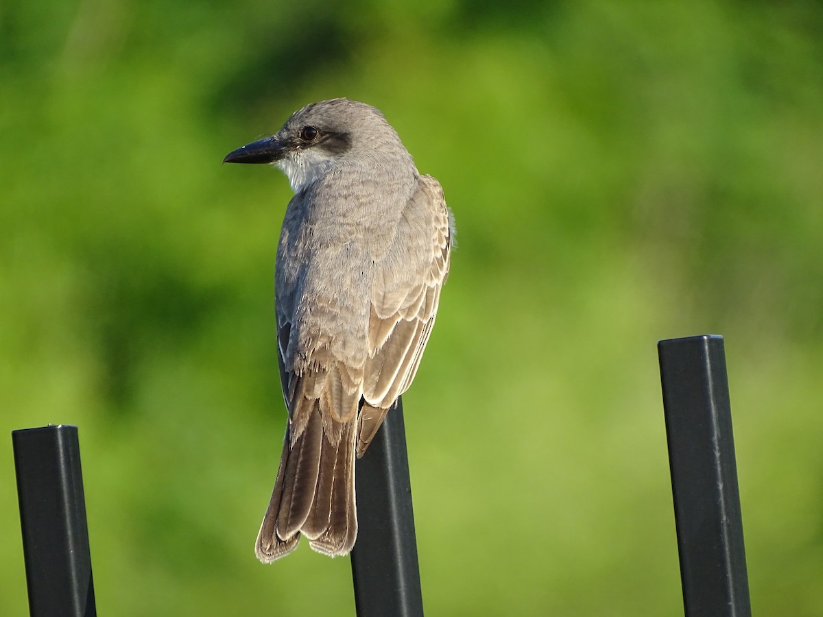 Gray Kingbird - ML619150525