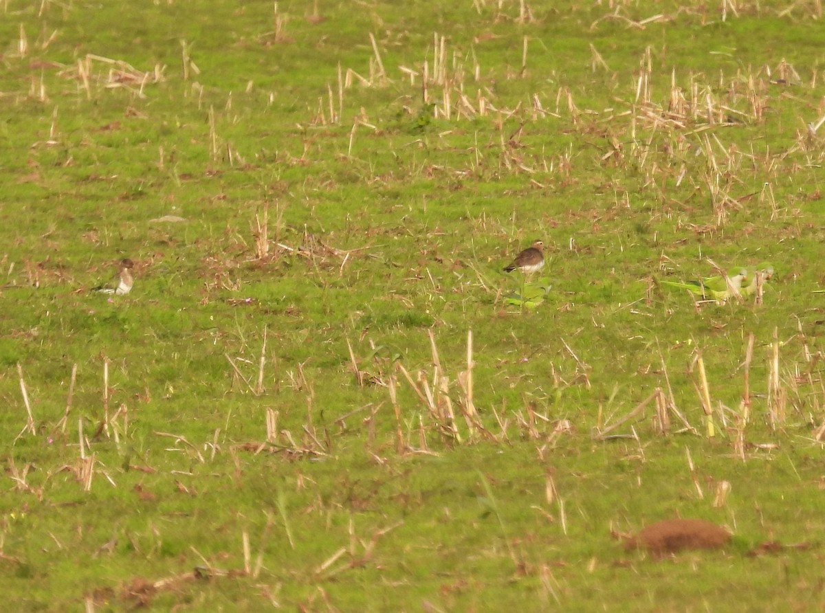 Rufous-chested Dotterel - Gustavo Ribeiro