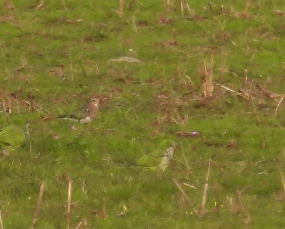 Rufous-chested Dotterel - ML619150537