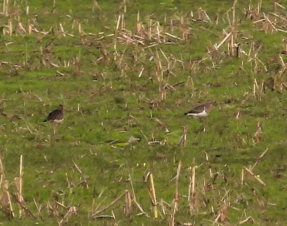 Rufous-chested Dotterel - ML619150540