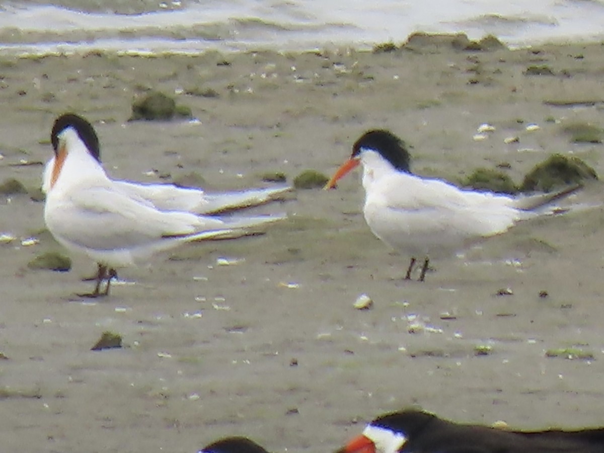 Elegant Tern - Anonymous