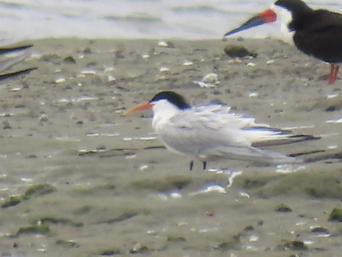 Elegant Tern - Anonymous