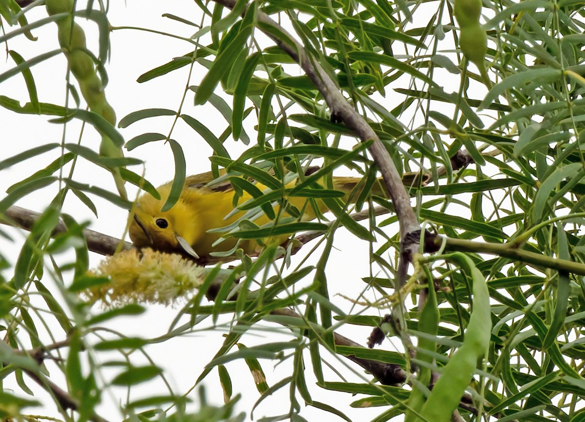 Yellow Warbler - ML619150565