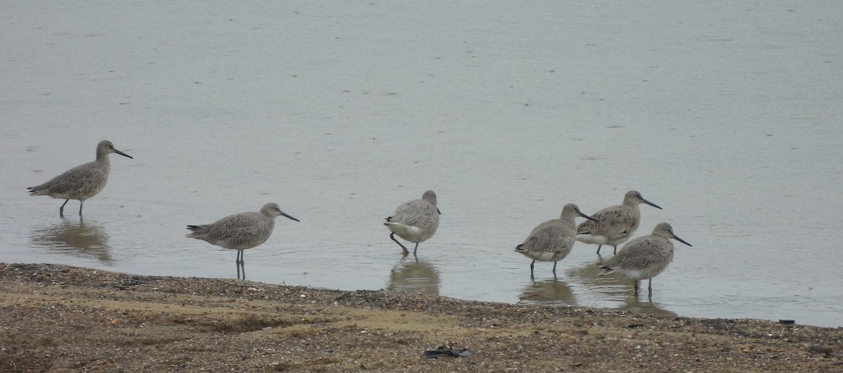 Willet (Western) - Roseanna Denton