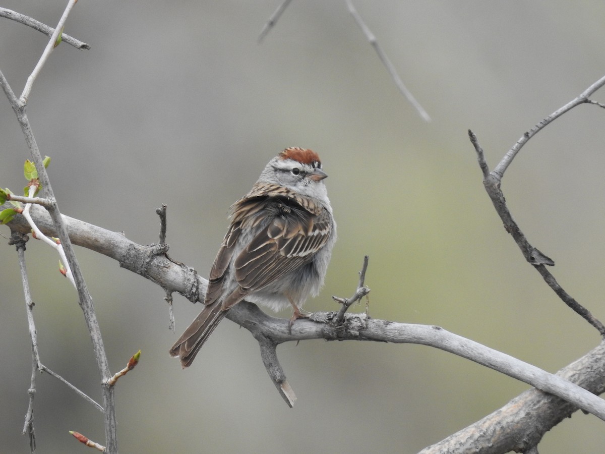 Chipping Sparrow - Dave Farmer