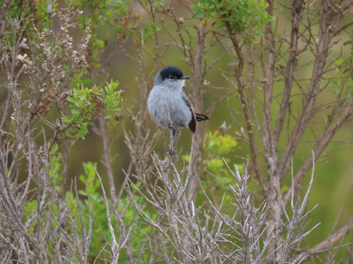 California Gnatcatcher - Joel Strafelda