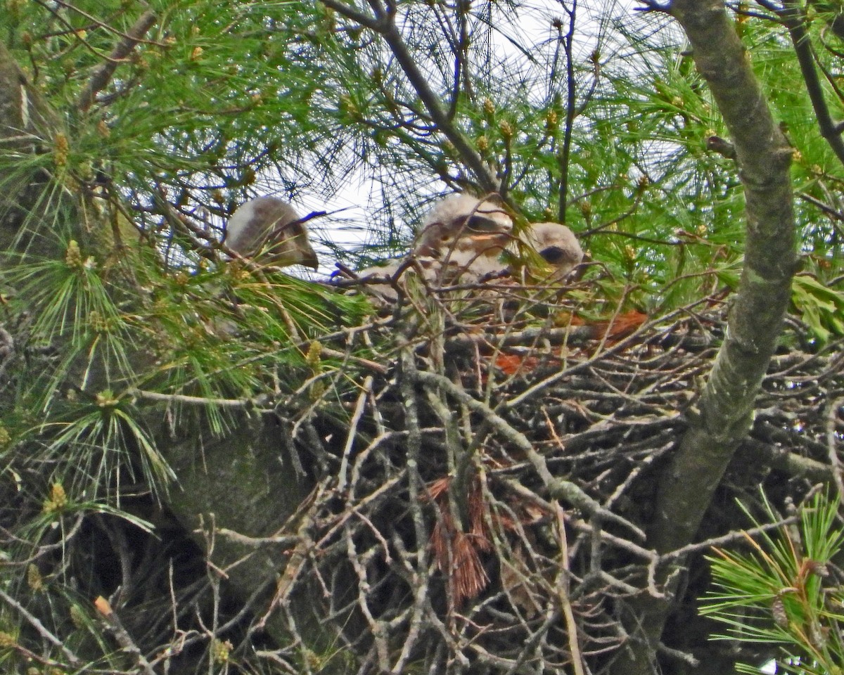 Red-tailed Hawk - ML619150596