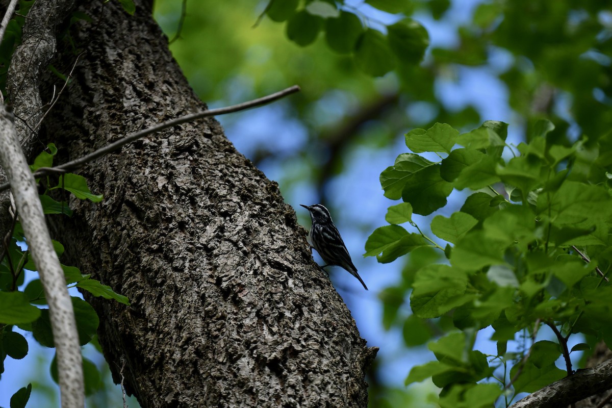 Black-and-white Warbler - joe demko