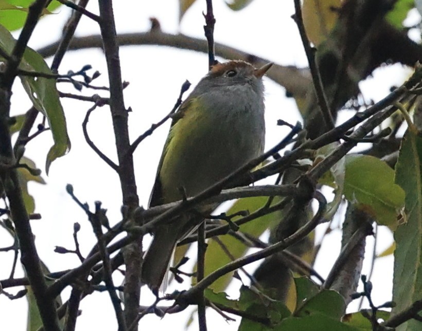 Chestnut-crowned Warbler - Vijaya Lakshmi