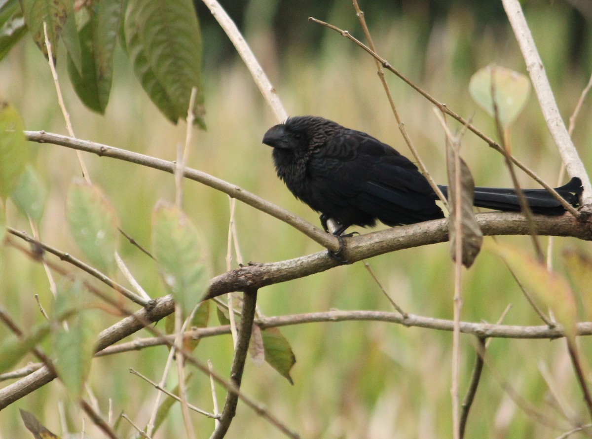 Smooth-billed Ani - Miguel  Magro