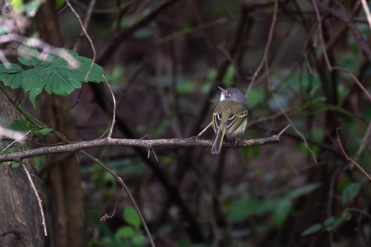 Pearly-vented Tody-Tyrant - Valentín González Feltrup