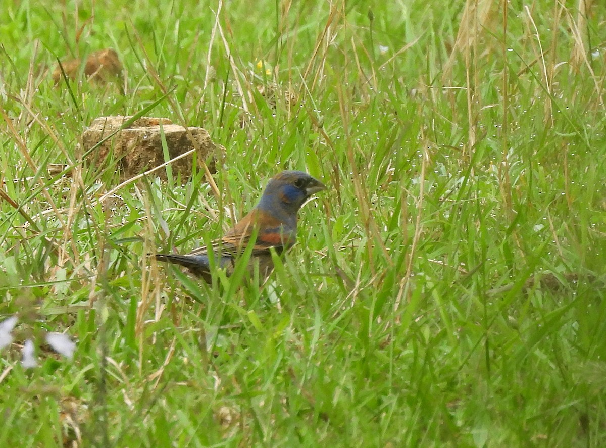 Blue Grosbeak - Roseanna Denton