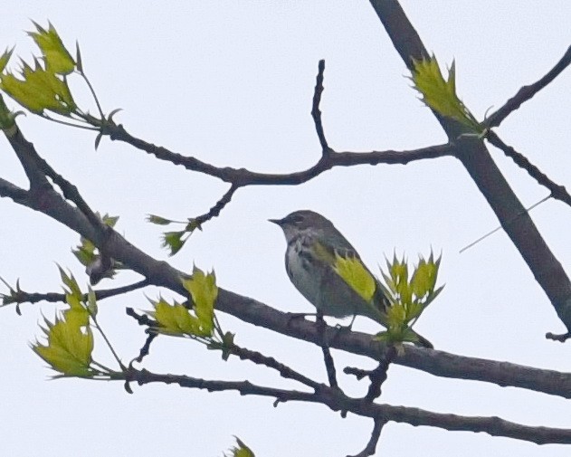 Yellow-rumped Warbler - Barb and Lynn