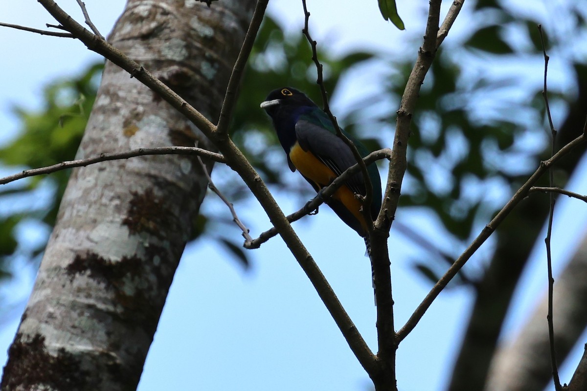 Gartered Trogon - Andy Bridges