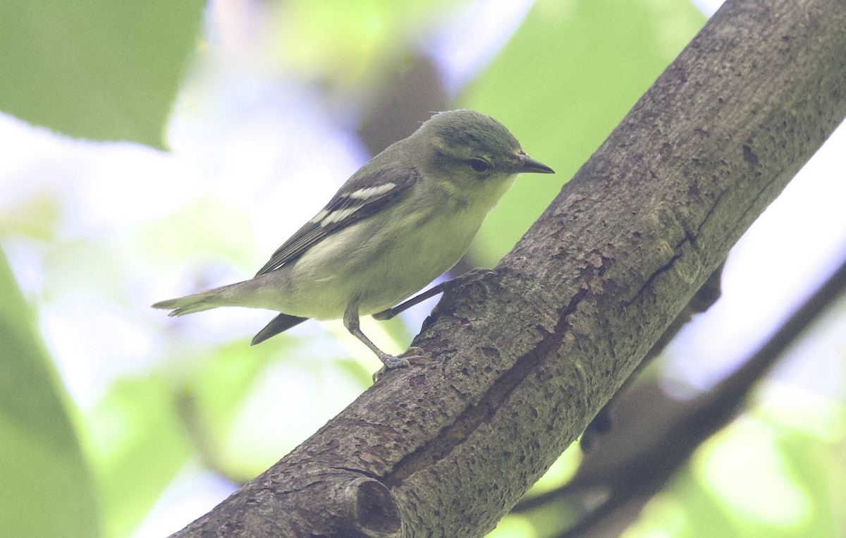 Cerulean Warbler - Edward Eder