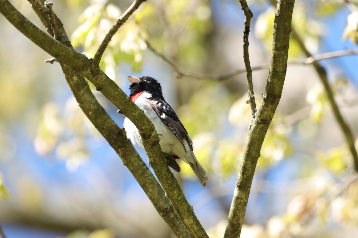 Rose-breasted Grosbeak - ML619150761