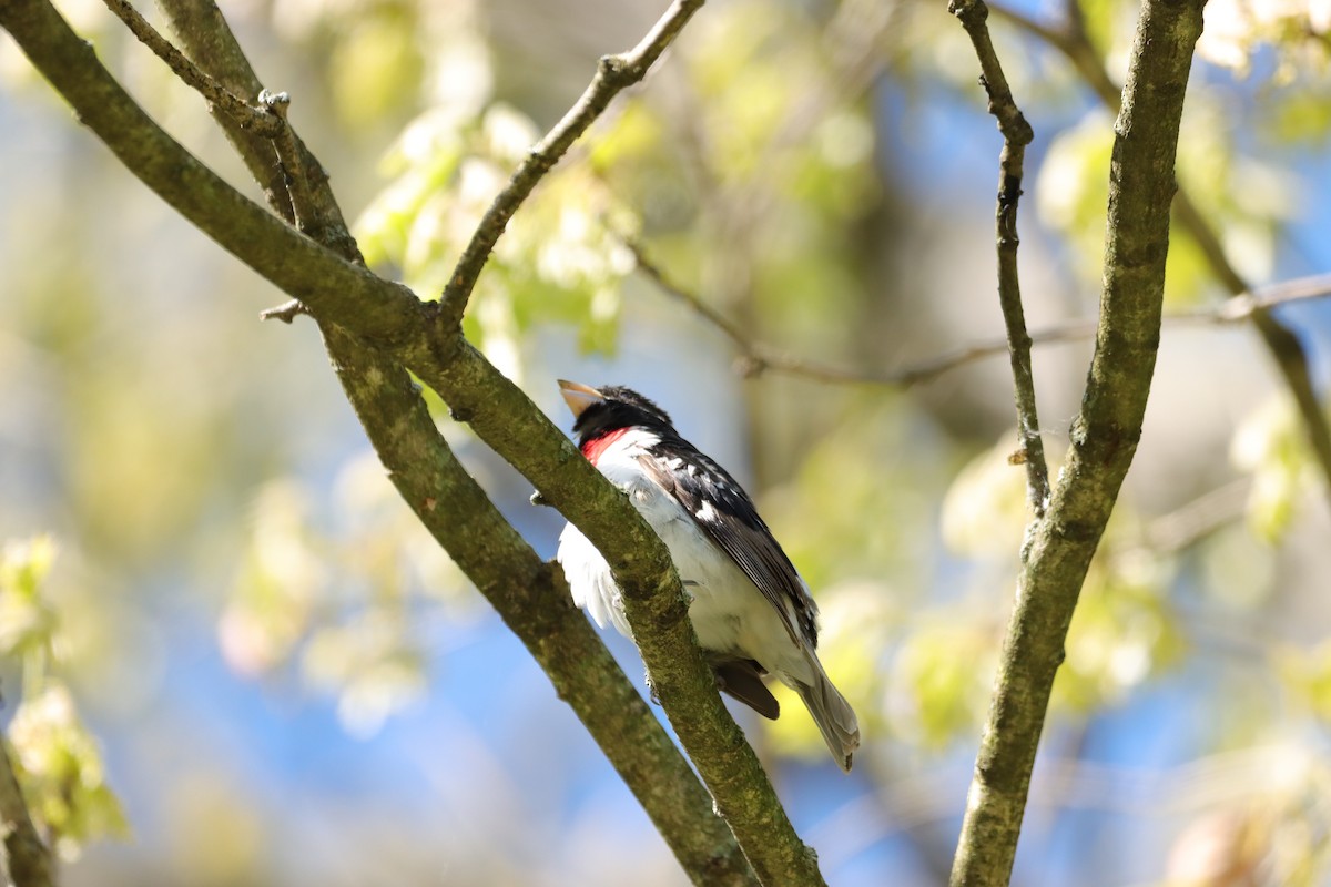 Rose-breasted Grosbeak - ML619150762