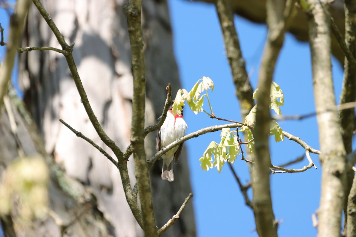 Rose-breasted Grosbeak - William Going