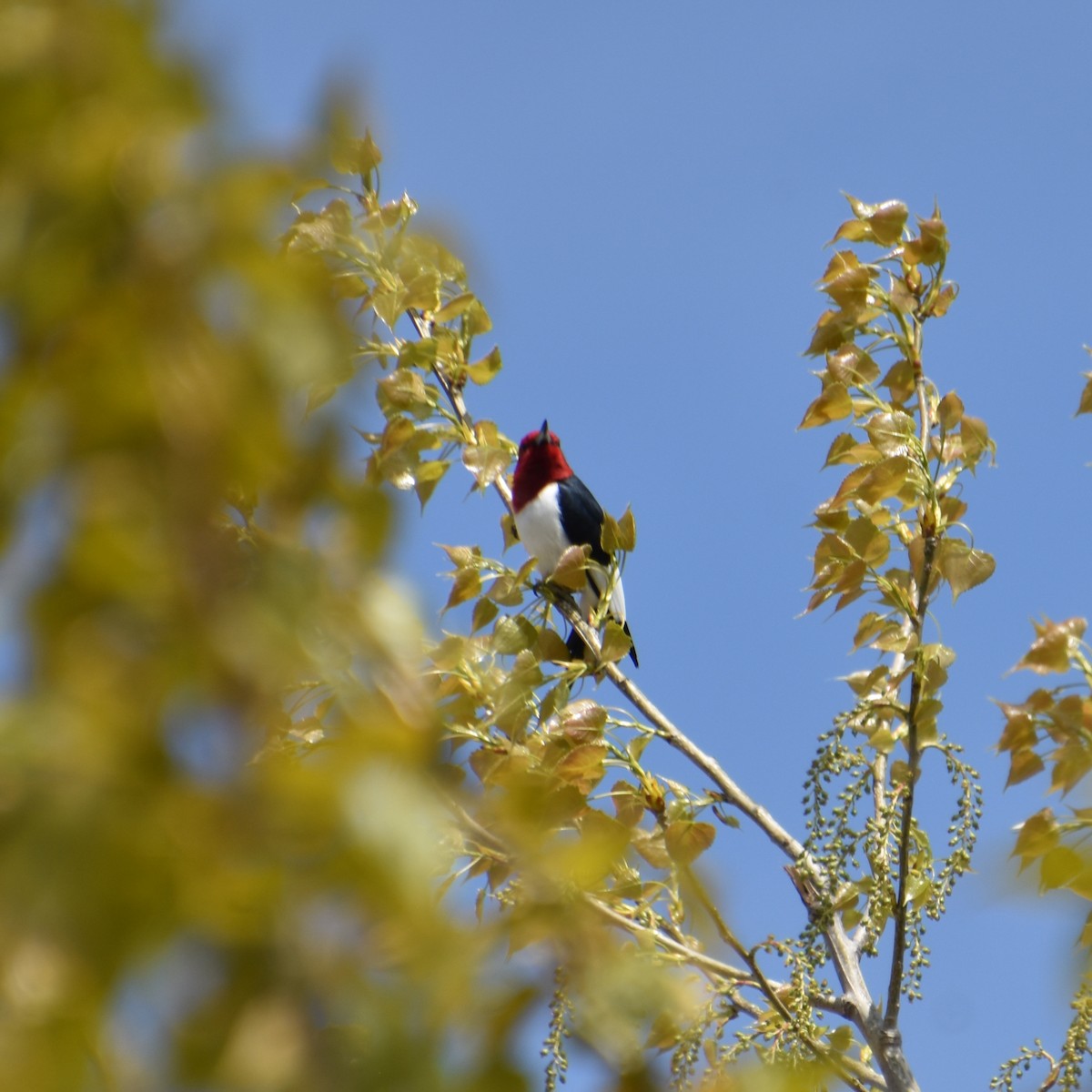 Red-headed Woodpecker - Tracy Datlen