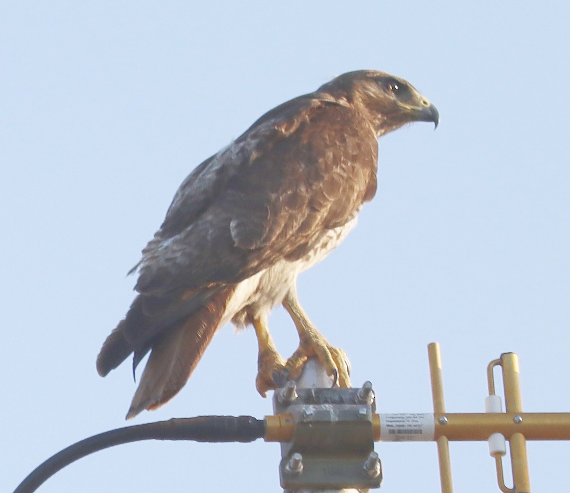 Red-tailed Hawk - Roberta Blair