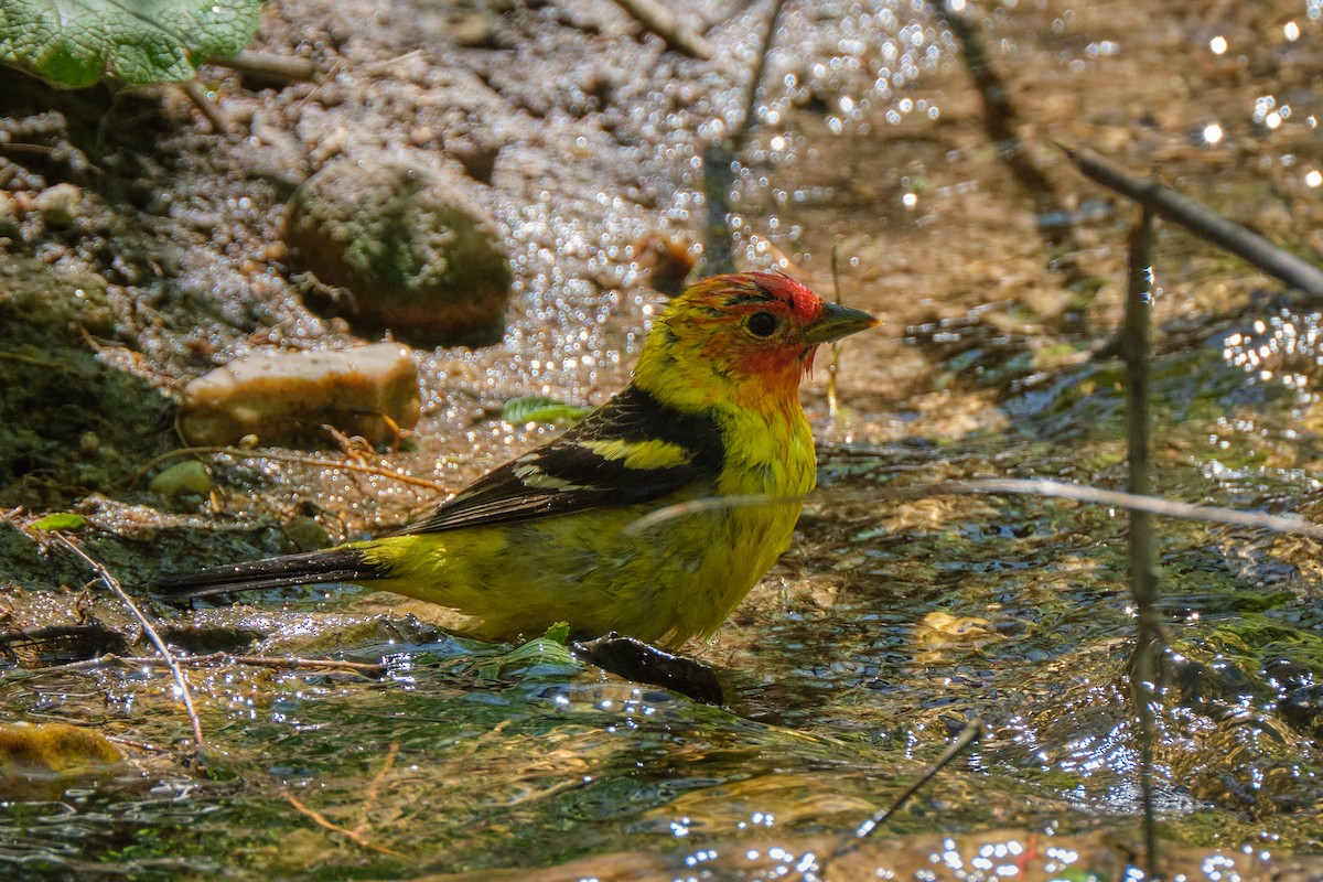 Western Tanager - Guillaume Stordeur