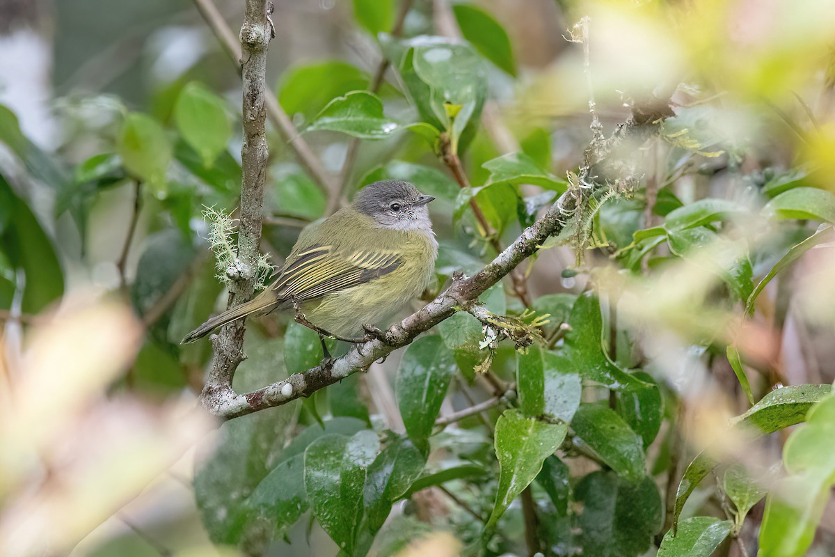 Gray-capped Tyrannulet - Raphael Kurz -  Aves do Sul