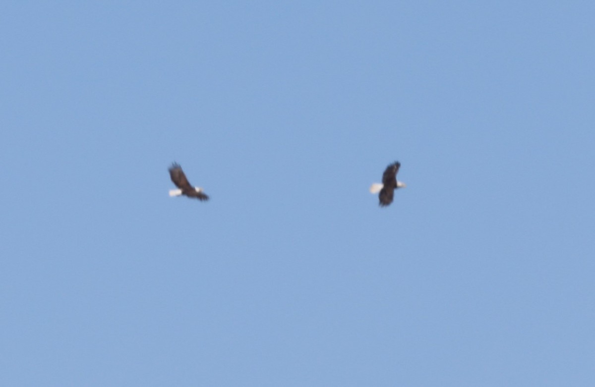 Bald Eagle - "Chia" Cory Chiappone ⚡️