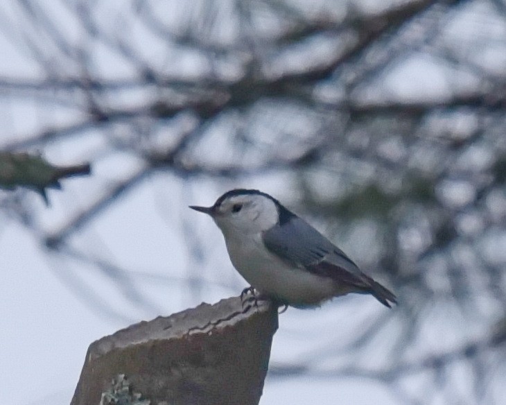 White-breasted Nuthatch - Barb and Lynn