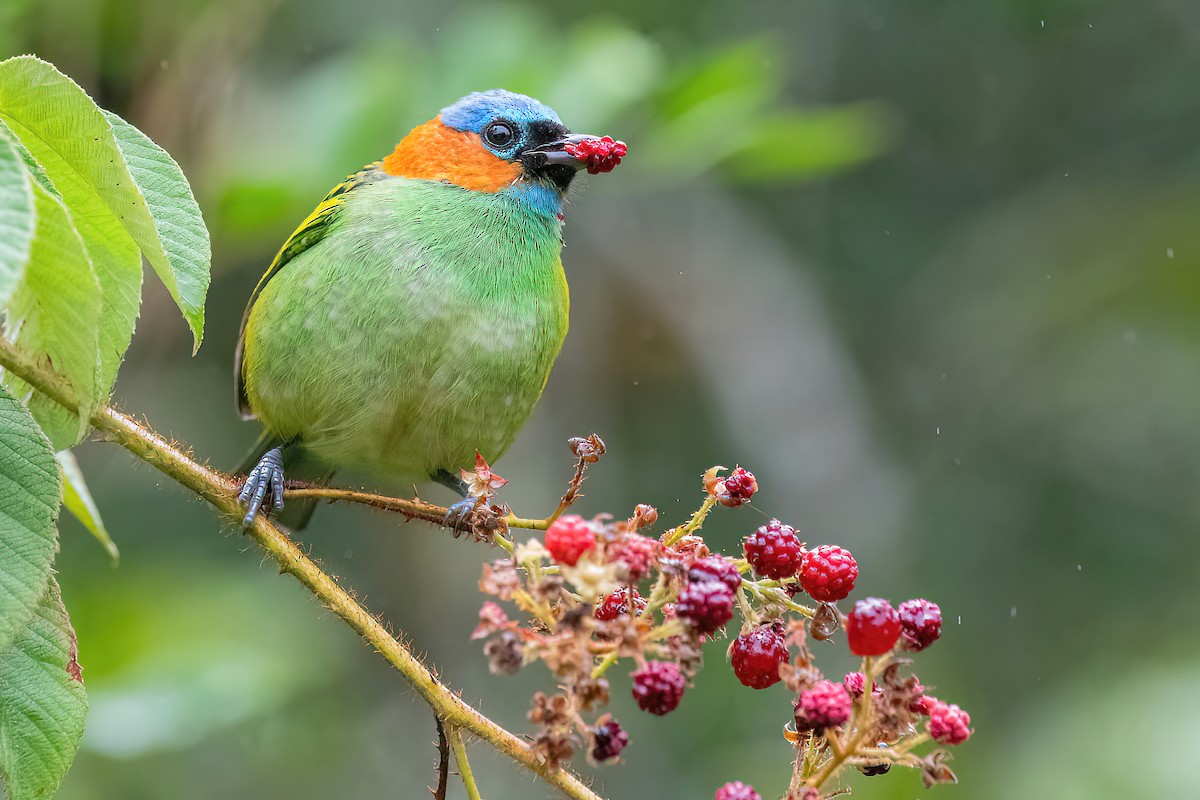Red-necked Tanager - Raphael Kurz -  Aves do Sul