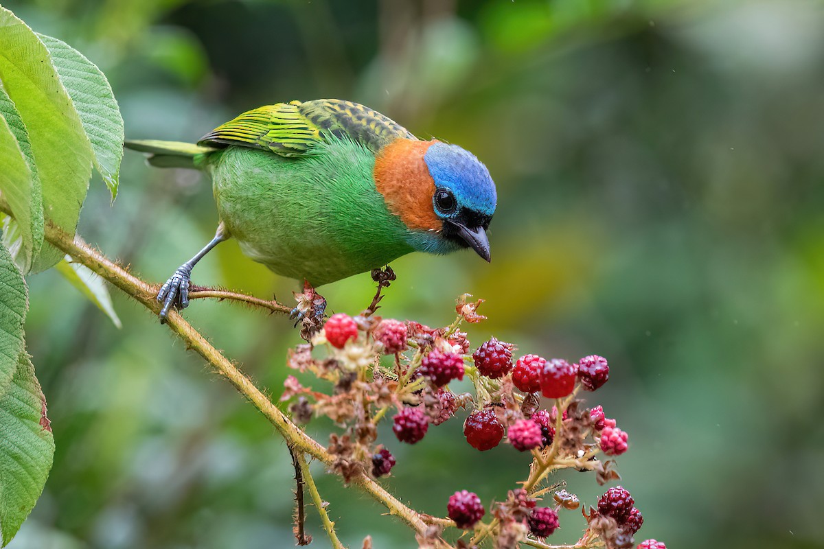 Red-necked Tanager - Raphael Kurz -  Aves do Sul