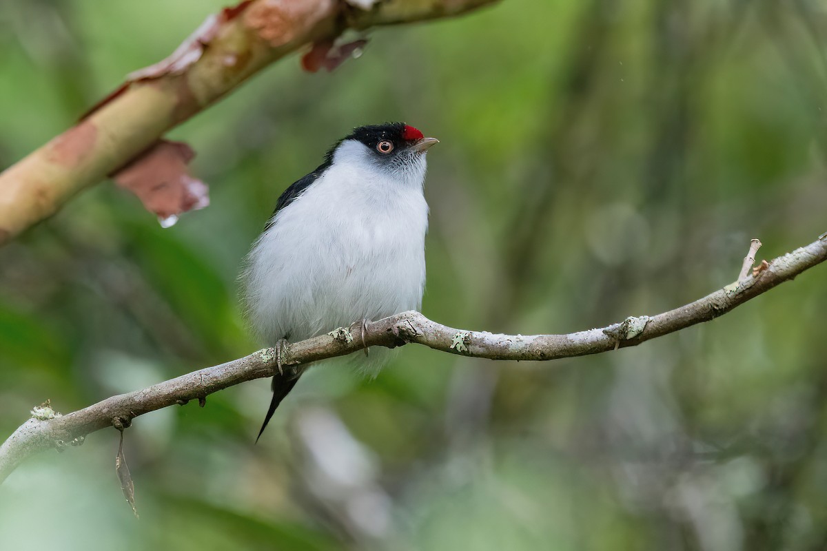 Pin-tailed Manakin - Raphael Kurz -  Aves do Sul