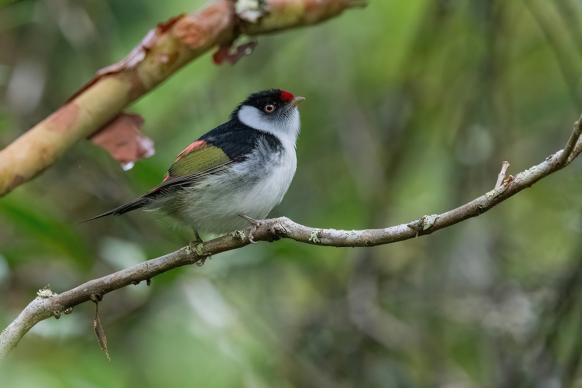 Pin-tailed Manakin - Raphael Kurz -  Aves do Sul