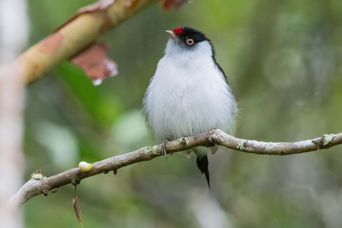 Pin-tailed Manakin - Raphael Kurz -  Aves do Sul