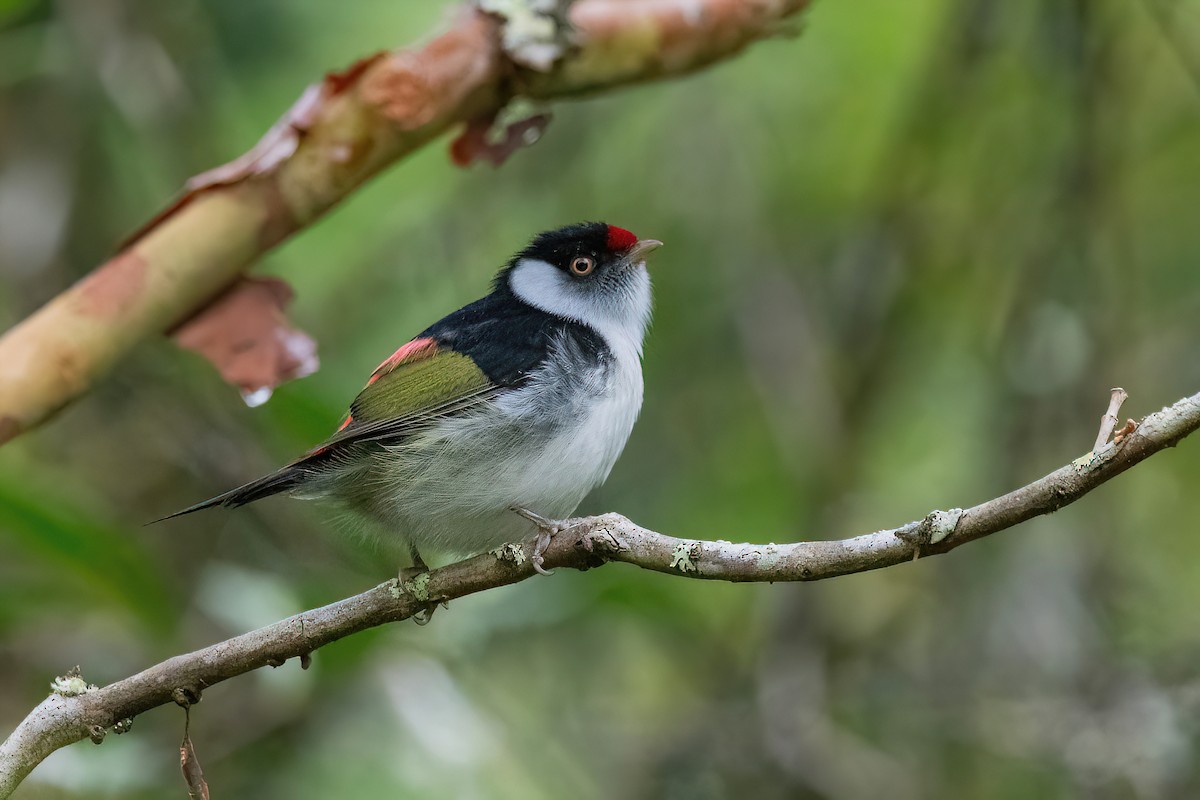 Pin-tailed Manakin - Raphael Kurz -  Aves do Sul