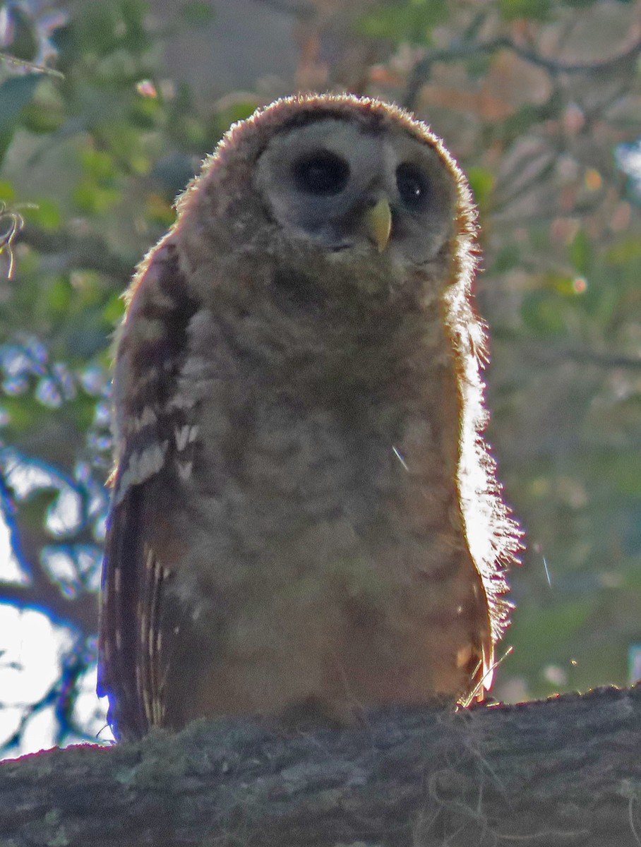 Barred Owl - Barbara Peterson