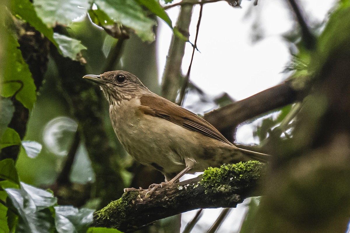 Pale-breasted Thrush - Amed Hernández