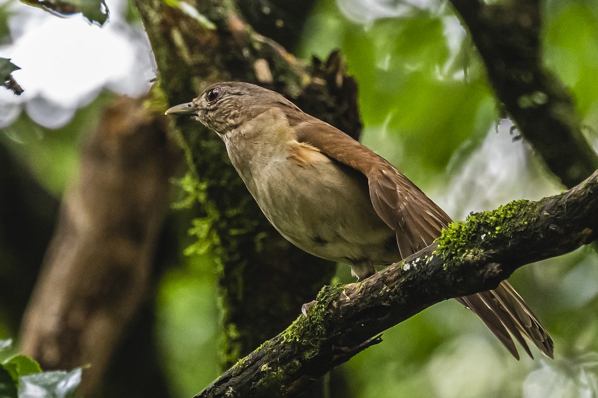 Pale-breasted Thrush - Amed Hernández