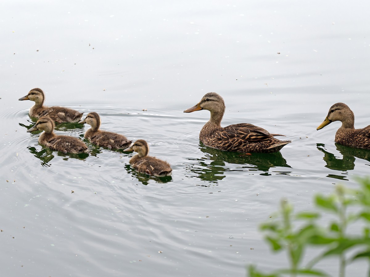 Mottled Duck - ML619150893